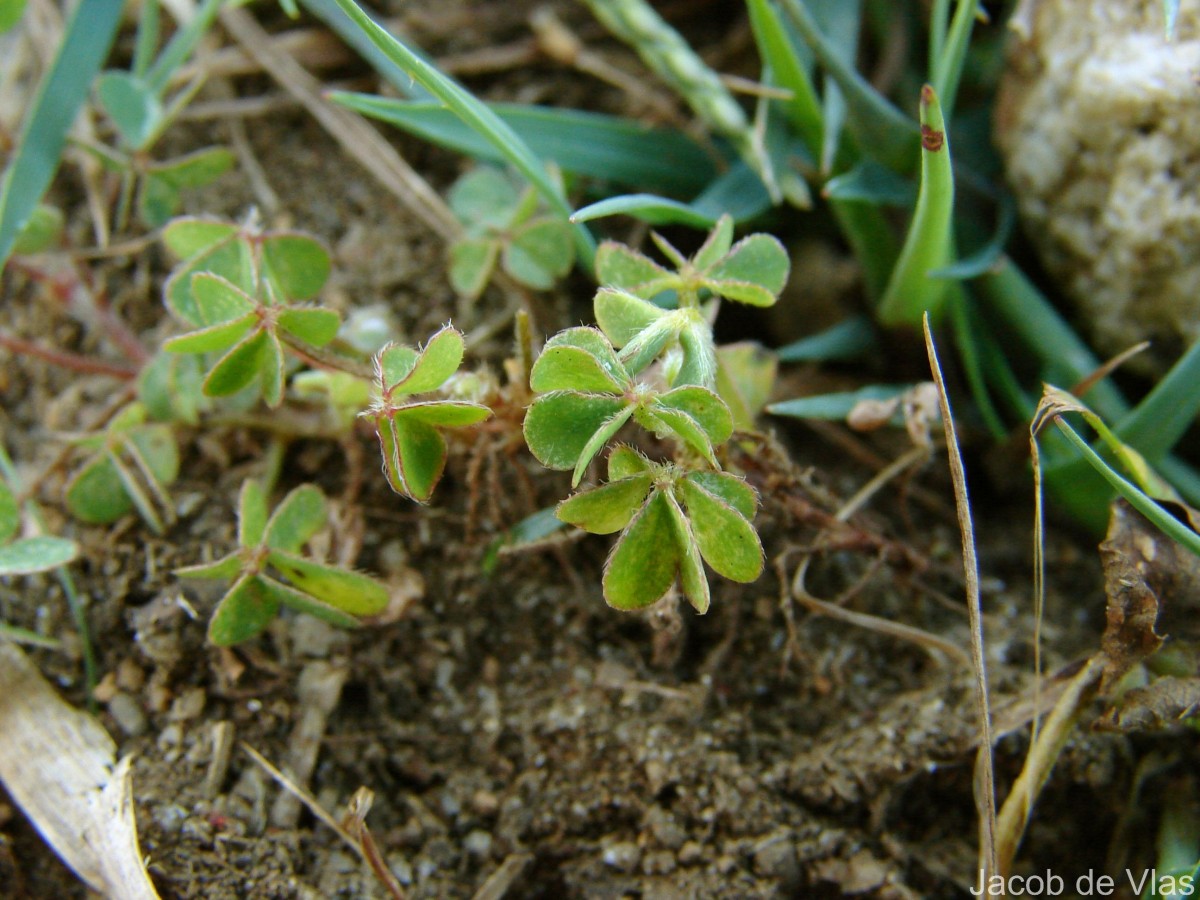 Oxalis corniculata L.